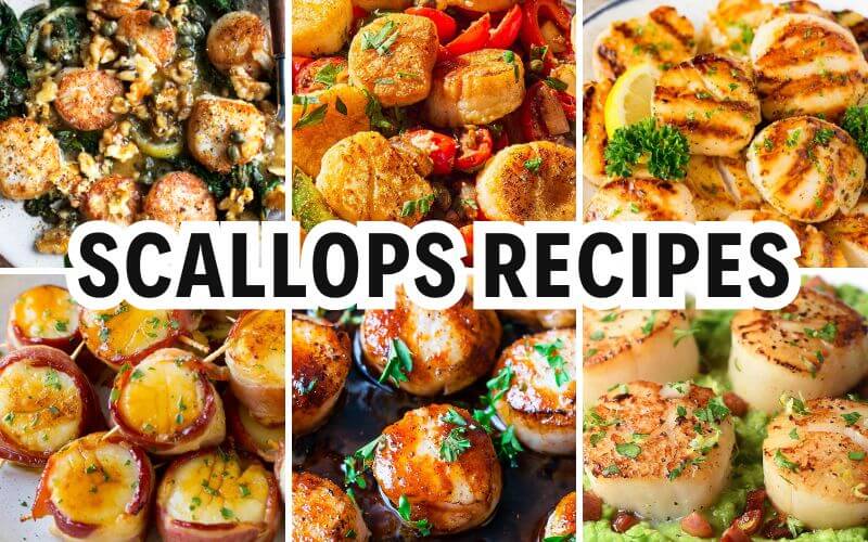scallops recipes